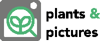 plants & pictures